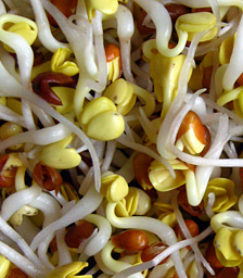 Daikon-Rettich