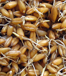 Dinkel