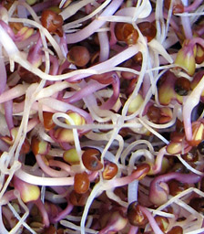 Rotkohl