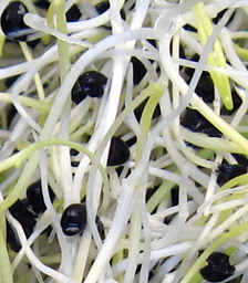 Zwiebel